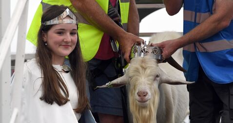 No high-rise perch for King Puck on Scattering Day