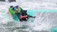 SURFING: AUG 02 World Dog Surfing Championships