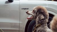 Column ??? Here are the best ways to keep your dogs safe in the car