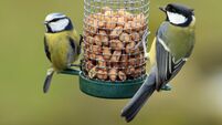 Great and Blue Tit Feeding