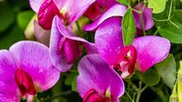 Close up of perennial sweet pea flowers