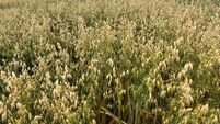 Oats: A crop with more value than the market realises