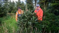 Watch: Behind the scenes at Killarney Christmas tree farm
