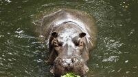 Watch: Dublin Zoo has performed the first ever recorded cataract surgery on a common hippopotamus worldwide.