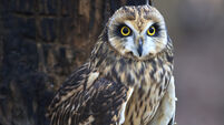 Birds of Ireland: Short-eared owl