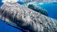 International project aims to decode whale communication