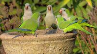 Five Monk Parakeets on a garden fountain in a Santiago garden