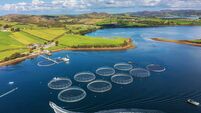 Seafood Processing and Aquaculture in Mulroy bay Fish farm cages Northern Ireland
