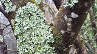 Written on the walls: what lichens tell us about our environment 