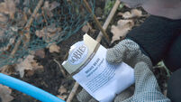 planting broad bean seeds west sussex allotment in February