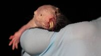 Naked mole-rat DNA repair ability could unlock human longevity