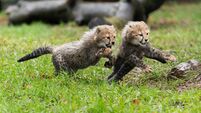 Endangered cheetah cubs born at Cork's Fota Wildlife Park