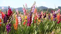 bloming gladiolus field