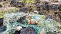 New study on indiscriminate death traps known as tangle nets