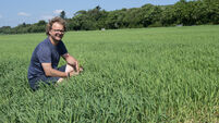 Darren Allen: Reduced cultivations and cover crops delivering gains in wheat establishment trials
