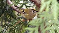 Birds of Ireland: Goldcrest