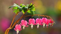 bleeding heart