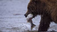 Coastal brown bear, also known as Grizzly Bear (Ursus Arctos) carrying a silver salmon or coho salmon (Oncorhynchus kisutch) tha