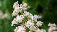 European Horse Chestnut