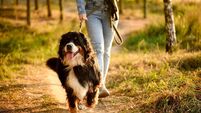 Woman takes leisurely stroll through forest, walking her Bernese Mountain Dog, who is tied to leash for safety, at sunset. Profe