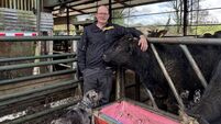 Signpost: From leased out land to a family farm — Denis's journey into dairy-beef