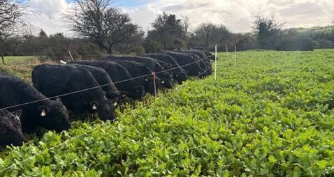 Signpost: Grazing redstart on Kay's organic farm 