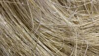 Hemp fibers