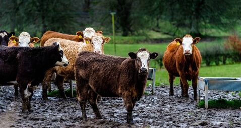 Scottish beef cattle standing in a muddy part of a field on an overcast spring morning.