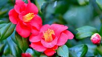 Camellia japonica / Japanese camellia Flower: Red, Pink and White