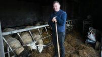 Signpost: Preparing for lambing in Galway with good systems and smart planning