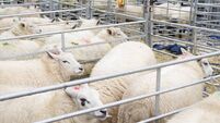Sheep in pens at Winslow Primestock Show, Buckinghamshire